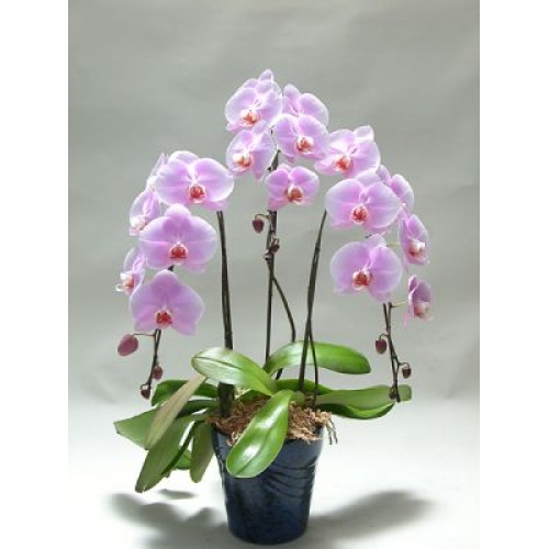 3 l lila orkide