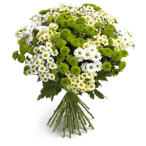 yeşil beyaz kırçiçeği