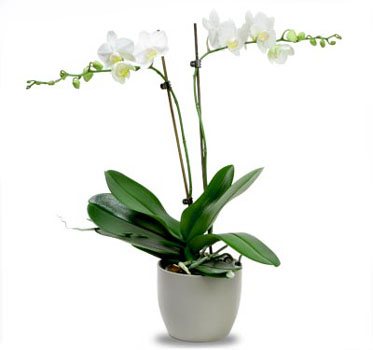 2 kök orkide