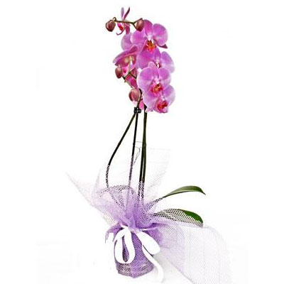 Renkli Pharnalopsis Orkide
